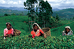 TEA ESTATES Nuwara Eliya Sri Lanka