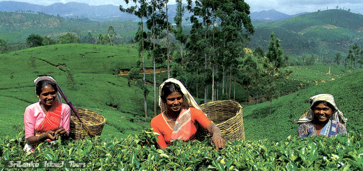 tea estates interior Nuwara Eliya Sri Lanka
